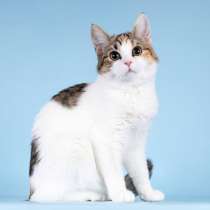 Для котёнка-подростка Ники ищем самые добрые руки, в Москве