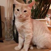 Чудесный Рыжик, молодой ласковый домашний котик, в Москве