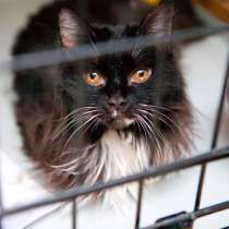 Яркая Блёстка ищет лучшего друга, в Москве