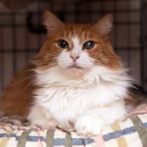 Кошечка Ярина мечтает стать любимой и счастливой, в Москве