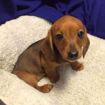 Такса Краснодар, в Краснодаре