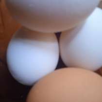 Яйцо, оптом, от 3 категории, в Краснодаре