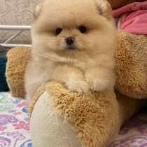 Щенки породы померанский шпиц мини мишка плюшевый, в г.Варшава