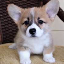 Корги Новокузнецке, в Новокузнецке