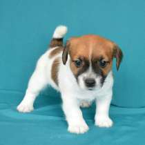 Джек расел Смоленск, в Смоленске