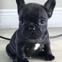 Французский бульдог Муром, в Муроме