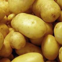 Картофель, урожай 2020, в Каневской