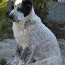 среднеазатская овчарка, в Москве