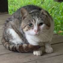 Приблудный кот в добрые руки, в Москве