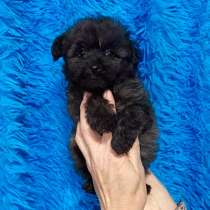 Pomapoo. Girl's and boy's, в г.Бремен