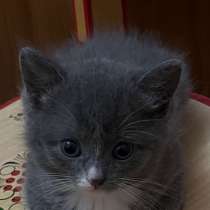 Котёнок, в Абакане