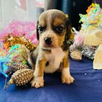 Бигль, в г.Уссурийск