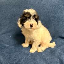 Мальтипу ф1 щенки, в Москве