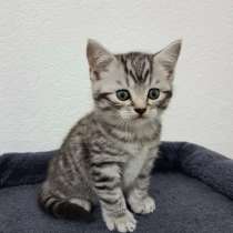 Британский короткошерстный котенок, мальчик полосатый,Берлин, в г.Берлин