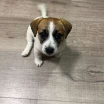 Джек-рассел-терьер, в Абакане