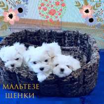 Щенки мальтезе. Мальтийская болонка, в Екатеринбурге
