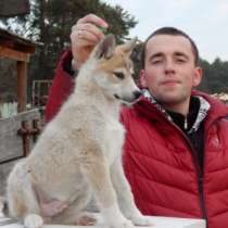 Предлагаются на продажу породные щеночки западно-сибирской породы лайки от титулованных родителей, в г.Минск