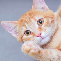 Общительный Давид ищет себе компаньонов на постоянной основе, в Москве