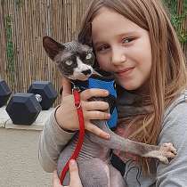 Мальчик канадского сфинкса, в г.Ашкелон