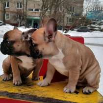 Щенки французского бульдога, в Москве