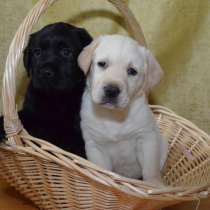 Лабрадор Кызыл, в Кызыле