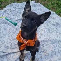 Щенки овчарки в добрые руки, в Москве