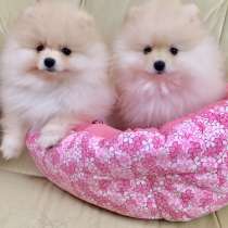 Померанский цвергшпиц, девочка, идеальна для разведения, в Москве