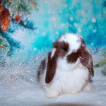 Продажа вислоухих мини-крольчат на новый год, в Москве