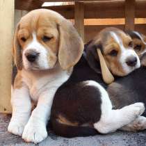 Бигль Анапа, в Анапе