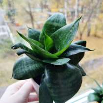 Сансевиерия Хана / Зайчьи уши, в Ижевске