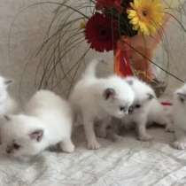 Котята Рэгдолл Девочки, в г.Китаками