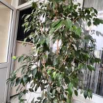 Продается фикус, в Махачкале