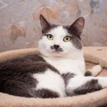 Гладкошерстная кошечка Васёна в дар, в Москве
