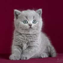 Британские котята голубого окраса, купить, в Москве