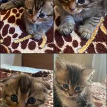 Котята, в Сочи