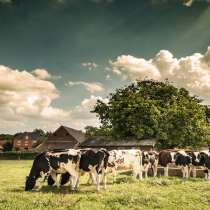 Ферма хозяйство, в Туле