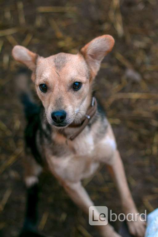 Клички собак на я. Терьеры в добрые руки москва. Метис пшеничного терьера фото. Тедди метис терьера. Фокстерьер щенок 1 месяц.