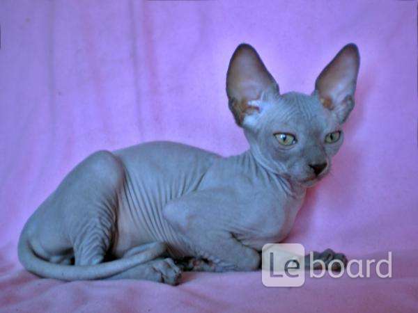 Донской сфинкс окрас голубой. Голубой канадский сфинкс котенок. Голубые сфинксы перламутровый. Донской сфинкс черный. Сфинкс голубой окрас.