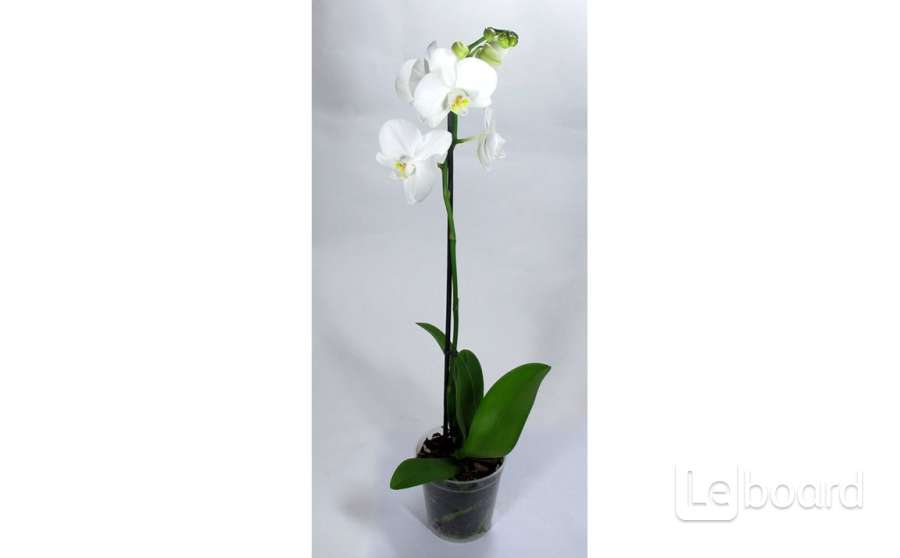 фаленопсис swan blush. фаленопсис 1. фаленопсис 1. фаленопсис микс каскад 1ст d12см. фаленопсис мультифлора.