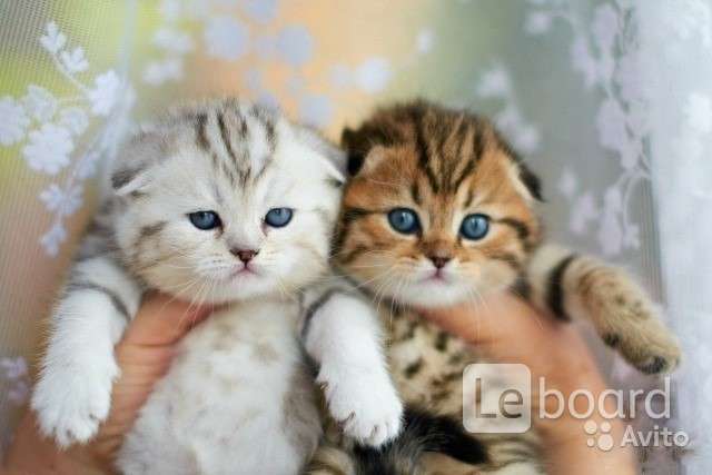 Купить Вислоухого Котенка В Брянске Белого