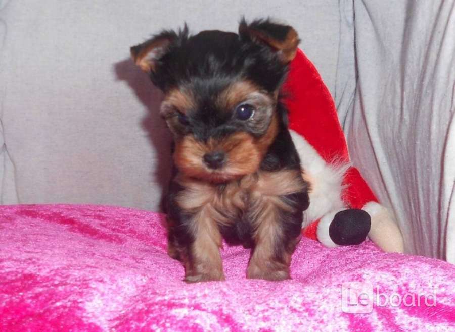 Йорк омск. Йорк потеряшки омск. Йорк омск. Мини йорк и стандарт отличия фото. Йорк омск.